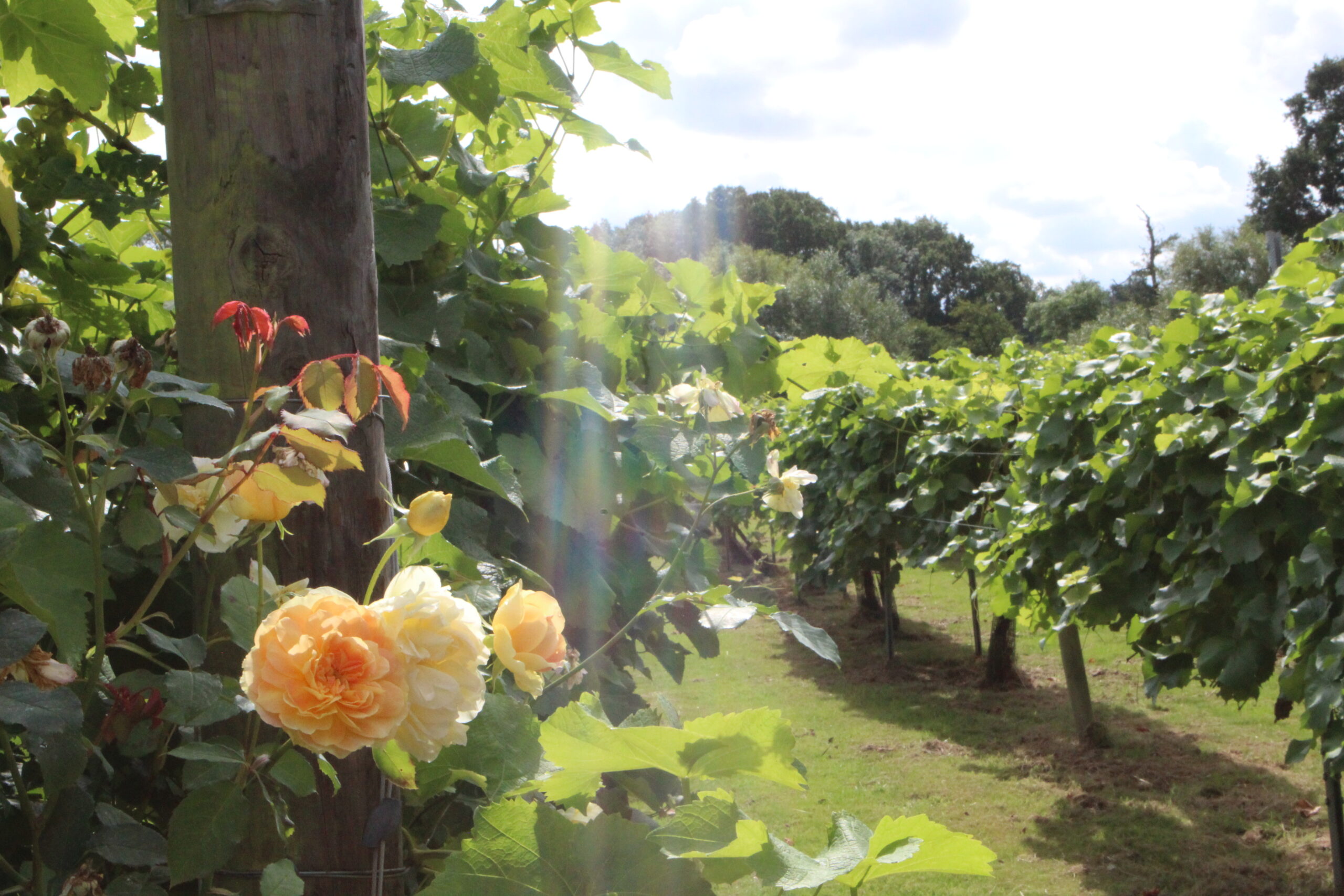 English roses in an English vineyard